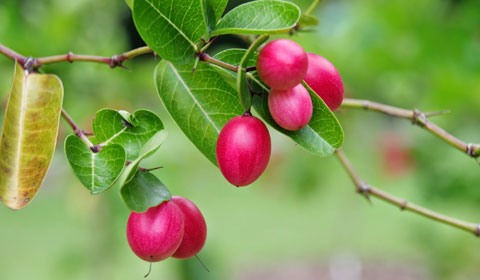 গুণের ফল করমচা