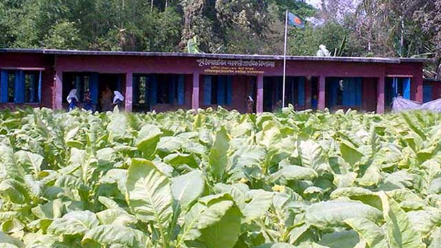 বিদ্যালয়ের মাঠেও তামাকের আগ্রাসন!