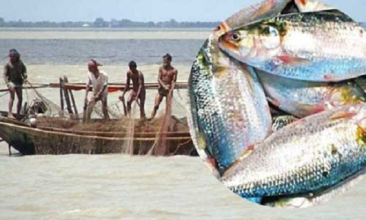 আজ থেকে ২২ দিন ইলিশ ধরা-বিক্রি নিষিদ্ধ